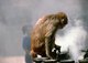 Nepal: A monkey in the swirling incense smoke at Swayambhunath (Monkey Temple), Kathmandu Valley